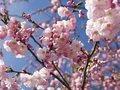 Kirschblüten im Berliner Frühling