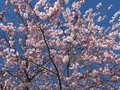 Cherry blossoms in Berlin