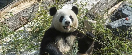 Pandas au zoo de Berlin