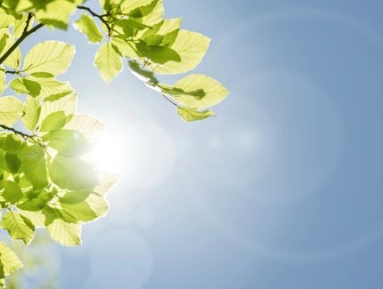 Frühlingsblätter vor blauem Himmel