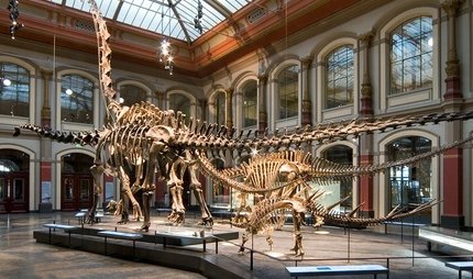 Dinosaur skeleton in the Museum of Natural History Berlin